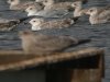 Caspian Gull at Paglesham Reach (Steve Arlow) (192630 bytes)